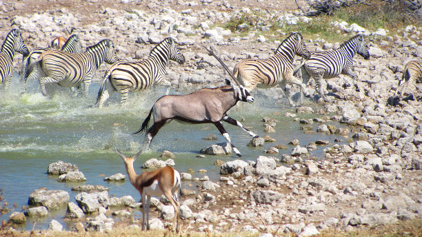 斑马大羚羊运行水坑纳米比亚的野生动物自然草原图片下载
