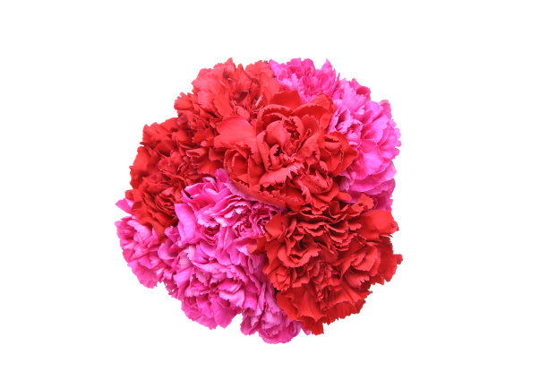 束康乃馨图片下载