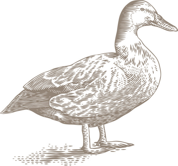 灰色的鸭子图片下载