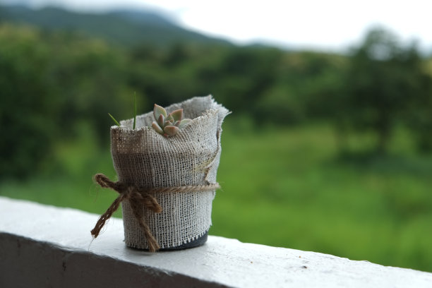一个仙人掌图片下载