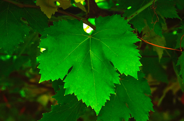 葡萄叶图片下载