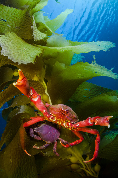 海带螃蟹图片下载