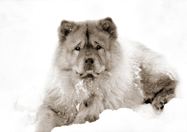 雪中的松狮犬图片下载