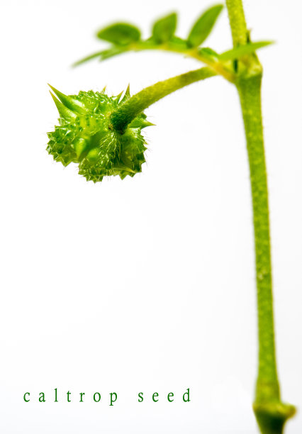 白色背景上孤立的小菱角草图片下载