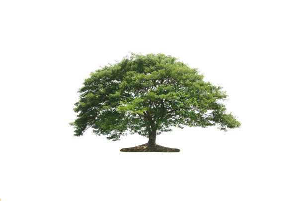 树的隔离图片下载