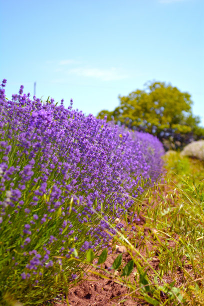 薰衣草花田，意象的自然背景。图片下载