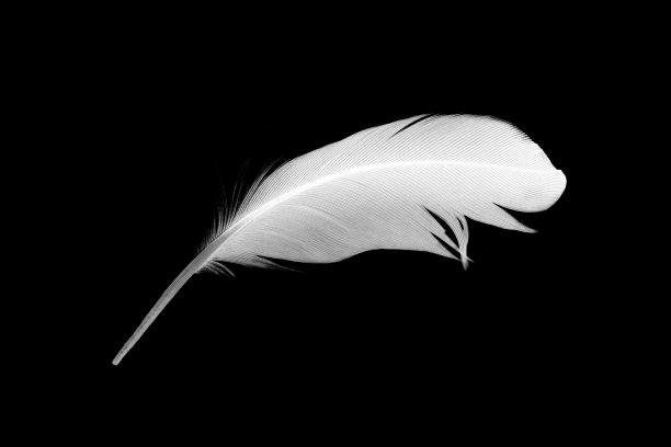 黑色背景上的白色羽毛图片下载