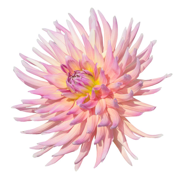 凤尾粉红色大丽图片下载