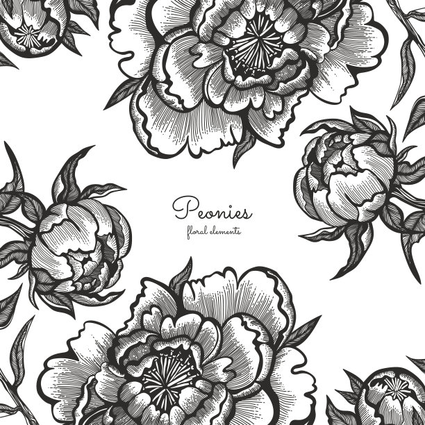 花卉框架与手绘古董牡丹。用于设计模板的向量元素。装饰华丽的请柬，婚礼贺卡。素材图片