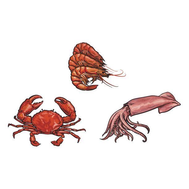 矢量素描龙虾，蟹鱿鱼集孤立图片下载