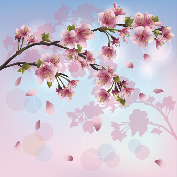 樱花-日本樱桃树的背景图片下载