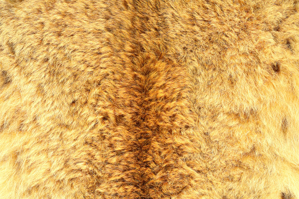 欧亚猞猁的真毛图片下载