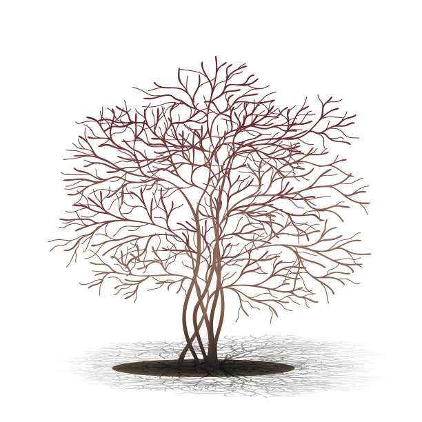 没有叶子的灌木有阴影图片下载