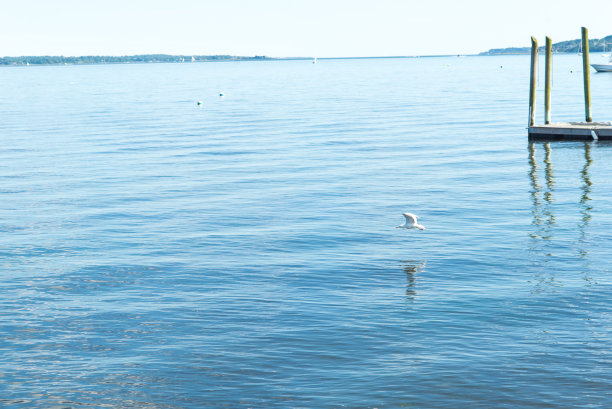 夏天的码头和白鸟素材图片