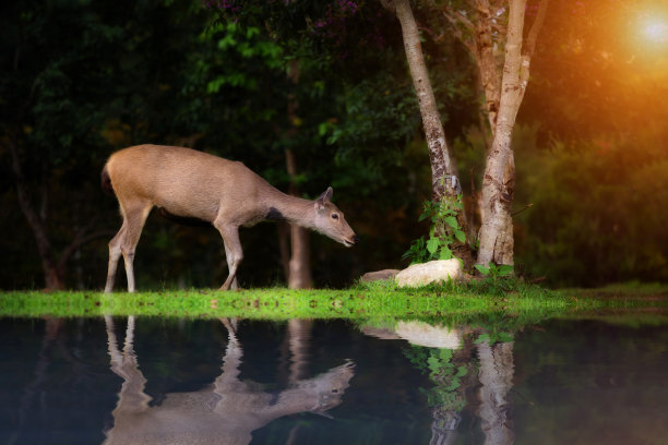 鹿在树下图片下载