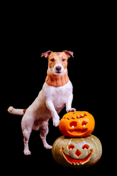 万圣节狗与两个南瓜孤立的黑色背景图片下载