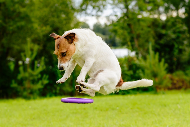 不明飞行物:狗飞盘玩具图片下载