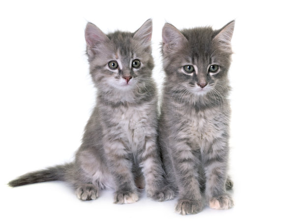 年轻的小猫图片下载