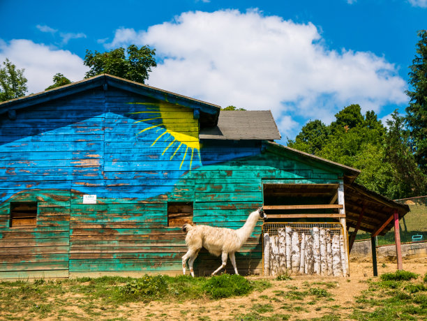 动物园里的美洲驼图片下载