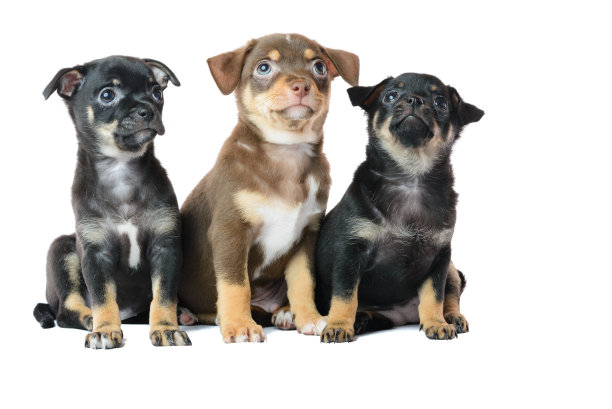 一只棕色和两只黑色的吉娃娃小狗，在一张白色背景的图片上被孤立图片下载