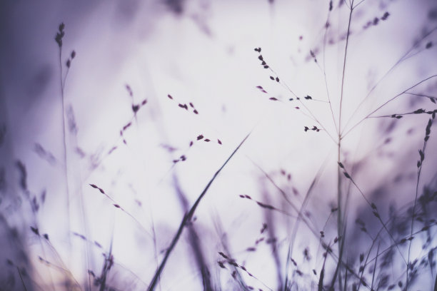 自然阳光下的观赏草。花浸素材图片