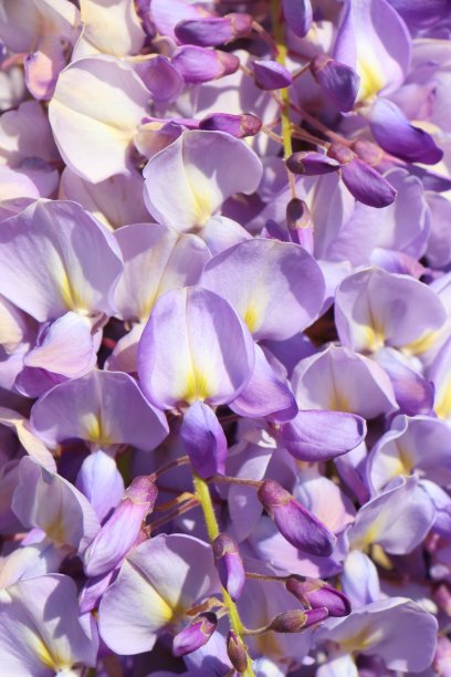 紫藤花素材图片