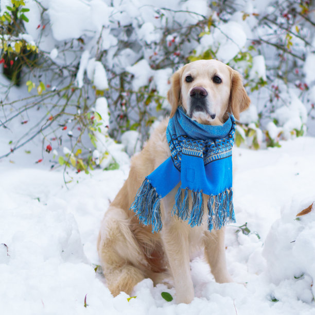 可爱的金色猎犬戴着蓝色围巾坐在雪地上。冬天的公园。广场,选择聚焦。图片下载