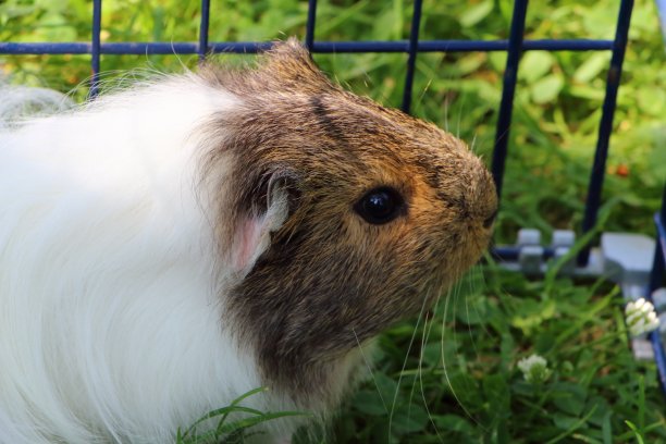 草中豚鼠图片下载