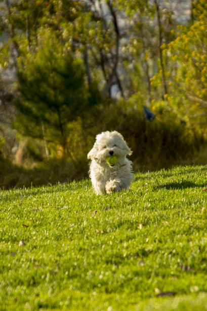 白色的小狗在公园里玩耍图片下载