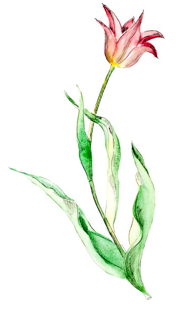 水彩画郁金香图片下载