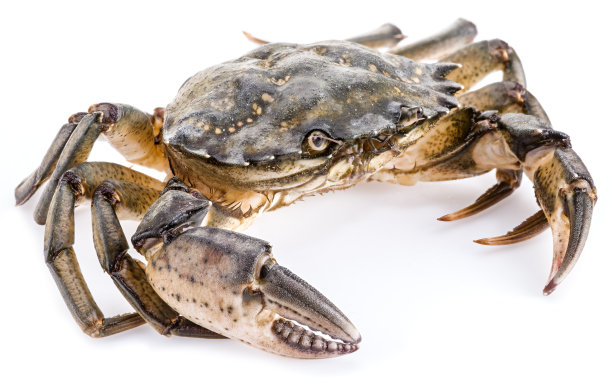 一种可食用的活蟹，孤立在白色背景上。素材图片
