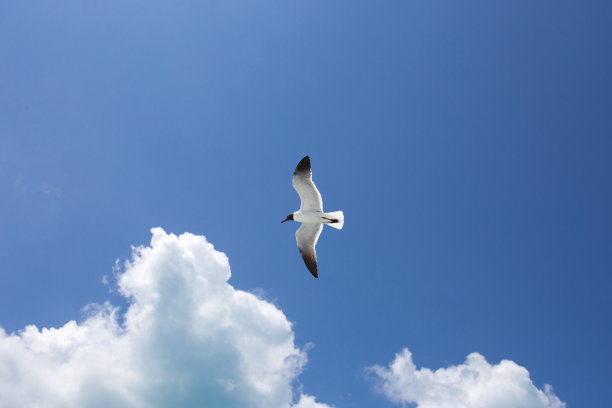 一只海鸥在蓝天的背景图片下载