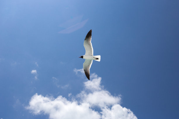 一只海鸥在蓝天的背景图片下载