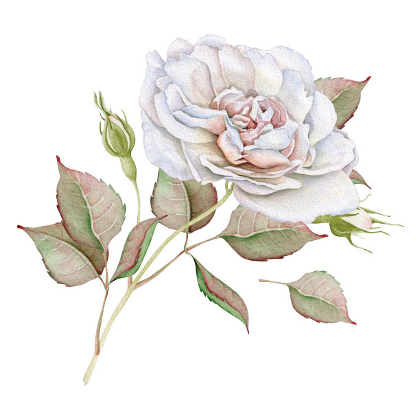 水彩玫瑰图片下载