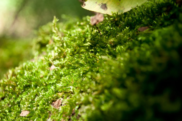森林里树上的苔藓图片下载