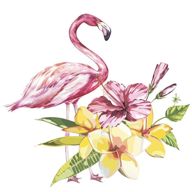 白色背景上的粉红火烈鸟水彩插画，手绘棕榈叶、鸡蛋花和粉色芙蓉花草图图片下载