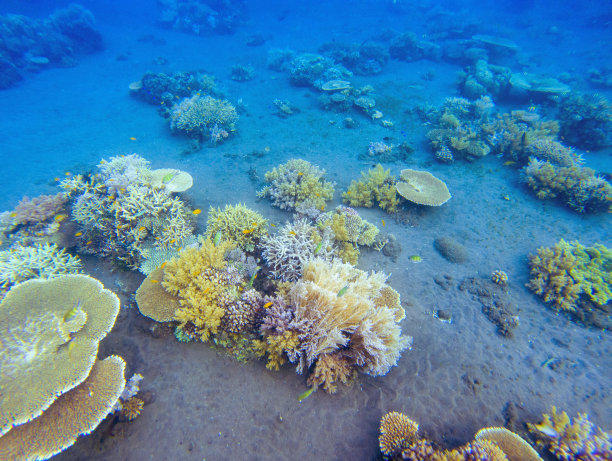 珊瑚在热带海岸底部起伏。海底风景照片。热带海岸的动物群和植物群。图片下载