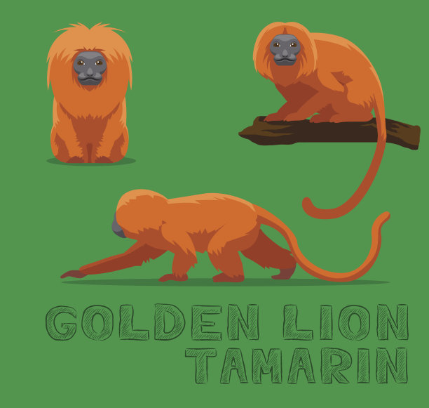 金狮狨卡通矢量插图图片下载