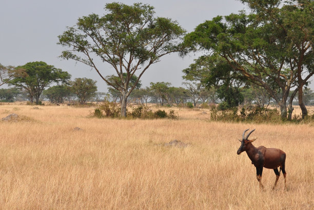 平原上的红羚图片下载