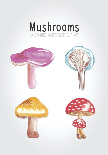 水彩插图，各种蘑菇，孤立的白色背景素材图片