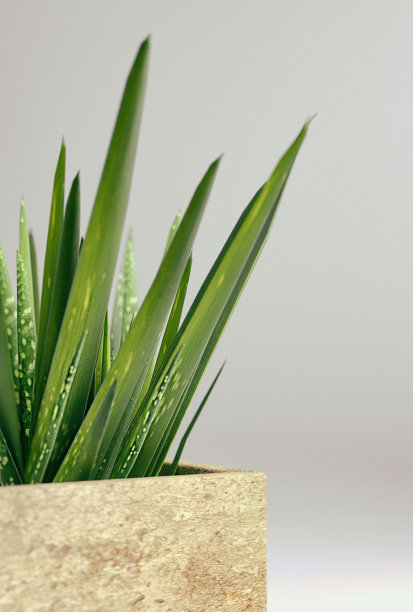 小型盆栽植物-芦荟图片下载