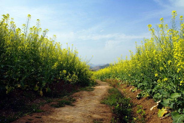 乡间小路图片下载