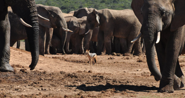 被大象包围的黑背豺狼(哎呀!)图片下载