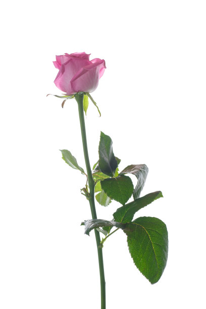 漂亮的粉色玫瑰图片下载