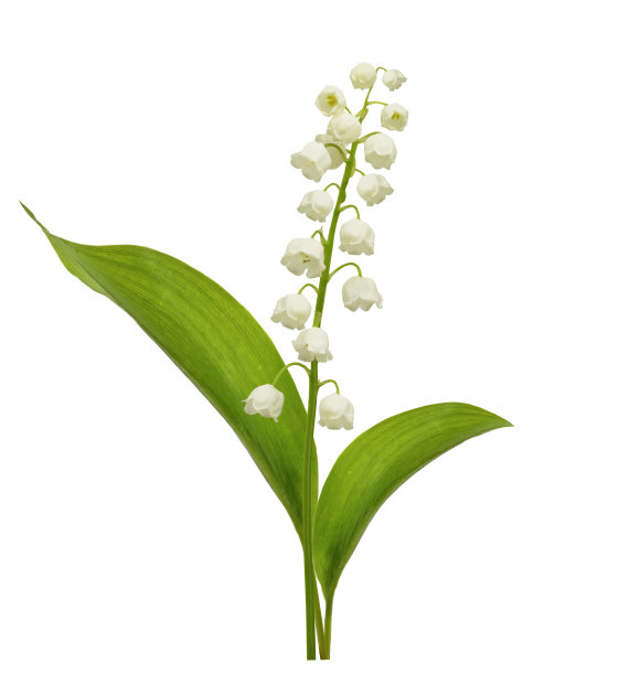铃兰花素材图片