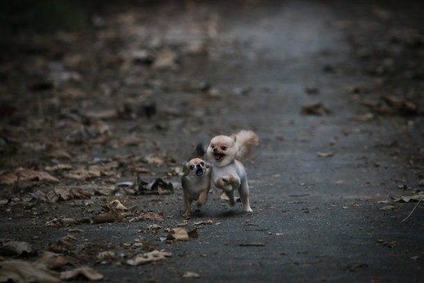 两只狗(吉娃娃和博美犬)在满是枯叶和模糊背景的道路上奔跑。图片下载