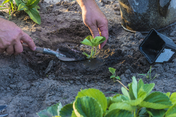 草莓种植皇冠图片下载