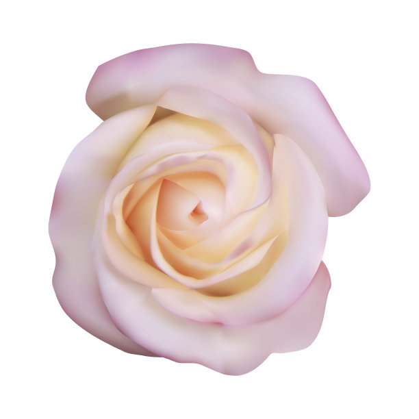 现实的白玫瑰，矢量插图素材图片