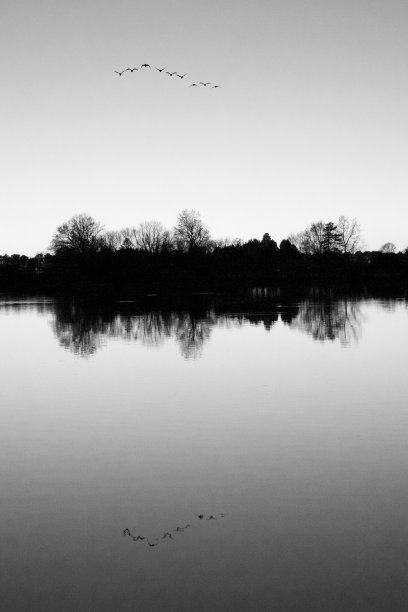 黑白树线反射鸟类图片下载