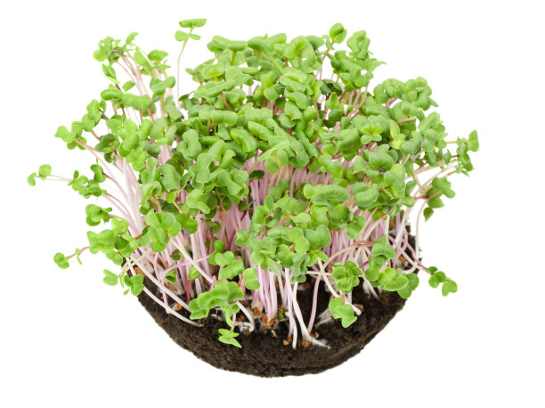 月季萝卜苗从上面图片下载